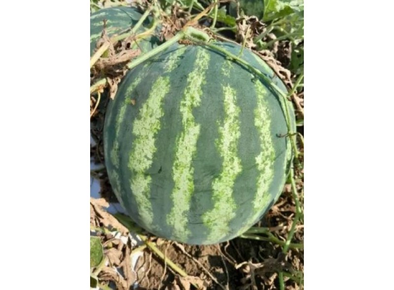 Янки F1 - семена арбуза, 1000сем., Libra Seeds Янки F1 - семена арбуза, 1000сем., Libra Seeds